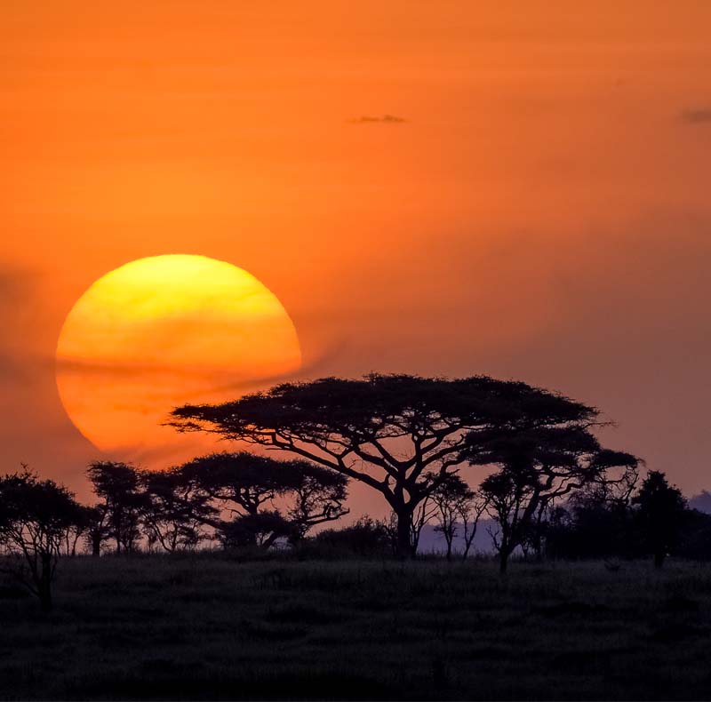 Serengeti Sunset